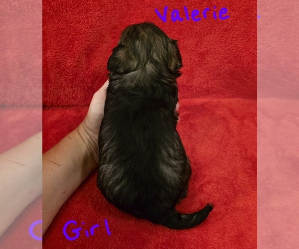 Medium Photo #4 Chizer Puppy For Sale in MONTEZUMA, GA, USA