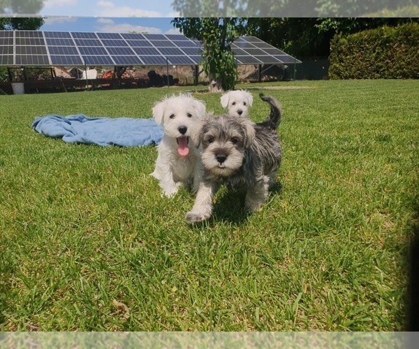 Medium Photo #9 Schnauzer (Miniature) Puppy For Sale in Hatvan, Heves, Hungary