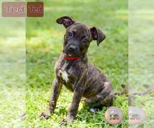 Mutt Dogs for adoption in Pensacola, FL, USA