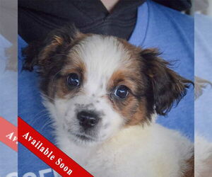 Australian Shepherd-Unknown Mix Dogs for adoption in Huntley, IL, USA