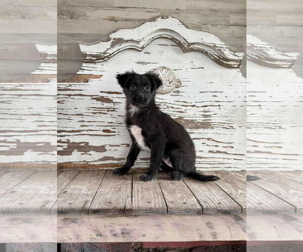Medium Photo #1 Labrador Retriever-Unknown Mix Puppy For Sale in Rockaway, NJ, USA