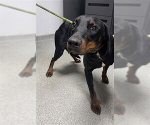 Doberman Pinscher-Unknown Mix Dogs for adoption in Palmetto, FL, USA
