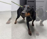 Small Doberman Pinscher Mix