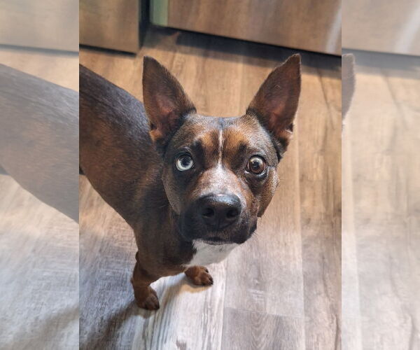 Medium Photo #2 Brat Puppy For Sale in The Woodlands, TX, USA