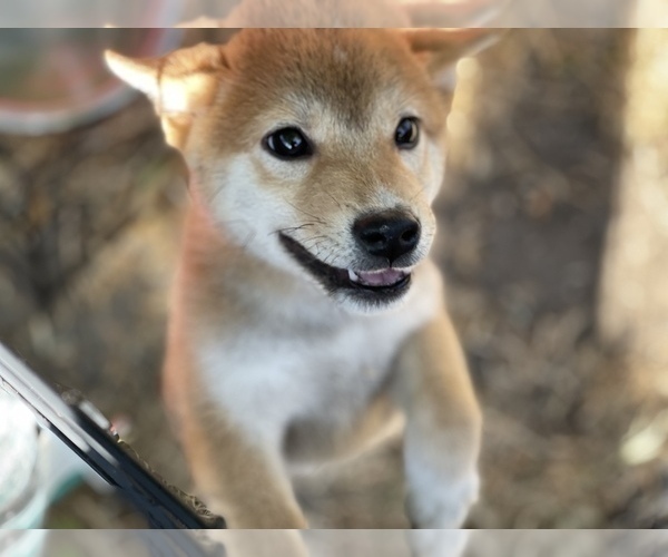 Medium Photo #12 Shiba Inu Puppy For Sale in FREMONT, CA, USA