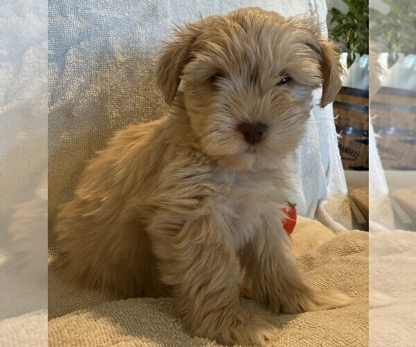 Medium Photo #6 Schnauzer (Miniature) Puppy For Sale in FLAT ROCK, AL, USA
