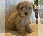 Puppy Red Wheaton Schnauzer (Miniature)