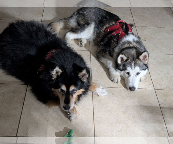 Medium Photo #3 Siberian Husky-Unknown Mix Puppy For Sale in Aurora, CO, USA