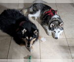 Small #2 Siberian Husky Mix