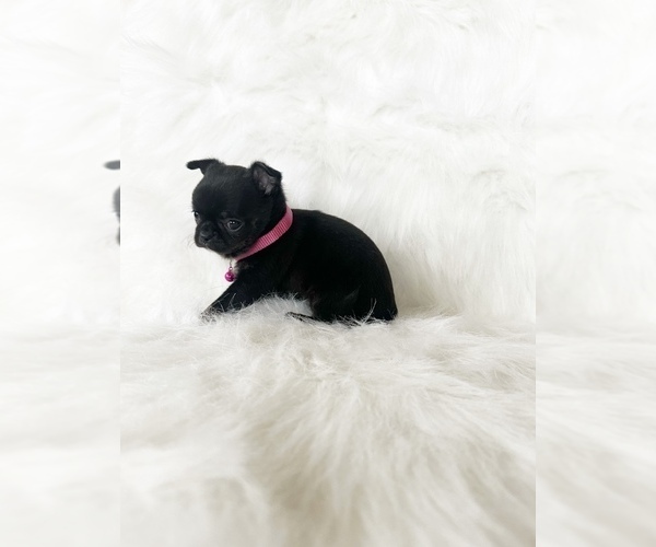 Medium Photo #4 Chihuahua Puppy For Sale in SACRAMENTO, CA, USA