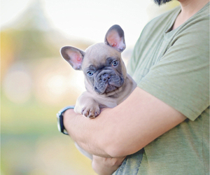 French Bulldog Puppy for sale in DAVIE, FL, USA