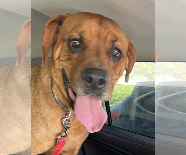 Medium Photo #3 English Mastweiler Puppy For Sale in Hillsboro, NH, USA
