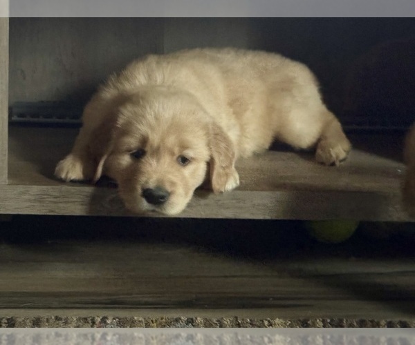 Medium Photo #4 Golden Retriever Puppy For Sale in ARCHBALD, PA, USA