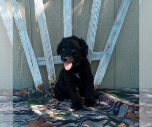 Aussiedoodle Puppy for sale in CANAJOHARIE, NY, USA