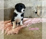 Small Photo #4 Border Collie Puppy For Sale in BLOOMINGTON, WI, USA