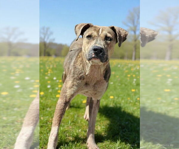 Medium Photo #7 Mutt Puppy For Sale in Talladega, AL, USA