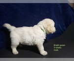 Small Photo #9 Golden Retriever Puppy For Sale in ROMULUS, MI, USA