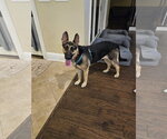 Small #2 German Shepherd Dog
