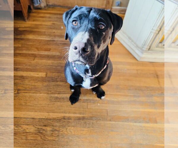Medium Photo #7 American Pit Bull Terrier-Labrador Retriever Mix Puppy For Sale in Princeton, MN, USA