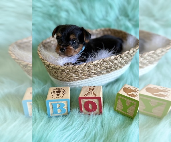Medium Photo #1 Yorkshire Terrier Puppy For Sale in WILLISTON, SC, USA