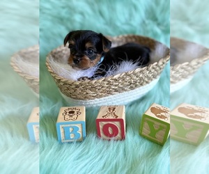 Yorkshire Terrier Puppy for sale in WILLISTON, SC, USA