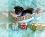 Small Yorkshire Terrier