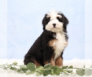 Bernedoodle (Miniature) Puppy for sale in LIVINGSTON, WI, USA