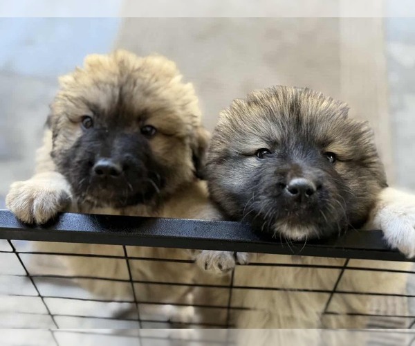 Medium Photo #8 Unknown-Wheaten Terrier Mix Puppy For Sale in Princeton, MN, USA