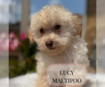 Small #1 Maltipoo