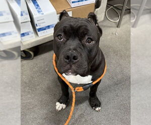 American Bulldog-Unknown Mix Dogs for adoption in Forestville, MD, USA