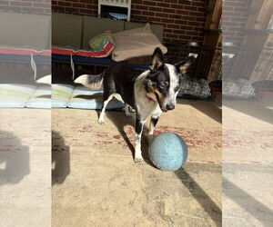 Border Collie-Unknown Mix Dogs for adoption in Garden City, NY, USA