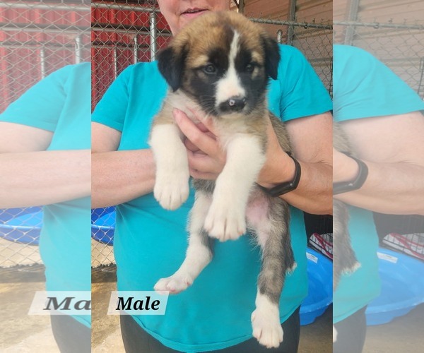 Medium Photo #2 Labrador Retriever-Unknown Mix Puppy For Sale in Royal Palm Beach, FL, USA