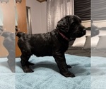 Small Photo #13 Schnauzer (Giant) Puppy For Sale in BAXLEY, GA, USA