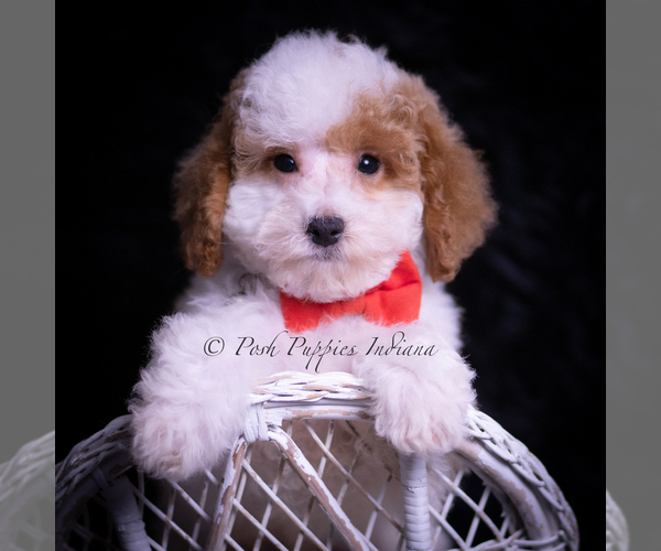 Medium Photo #1 Maltipoo (Miniature) Puppy For Sale in WARSAW, IN, USA