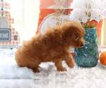 Small Photo #2 Goldendoodle (Miniature) Puppy For Sale in FAIR GROVE, MO, USA