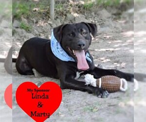 Labrador Retriever-Unknown Mix Dogs for adoption in San Leon, TX, USA