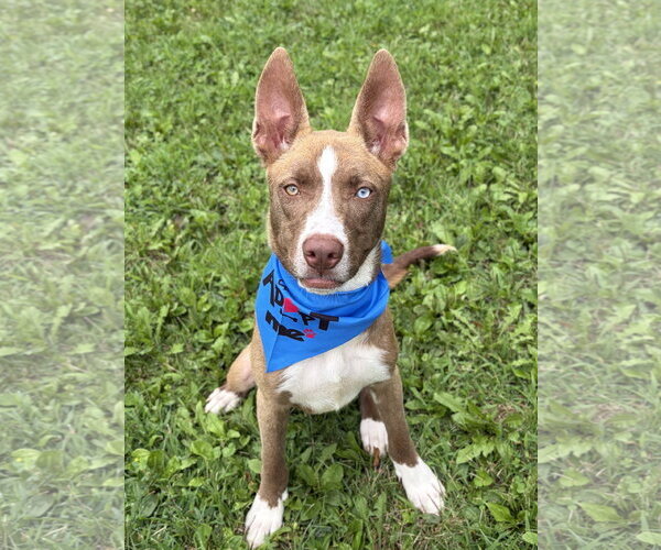 Medium Photo #5 Mutt Puppy For Sale in Jefferson, WI, USA