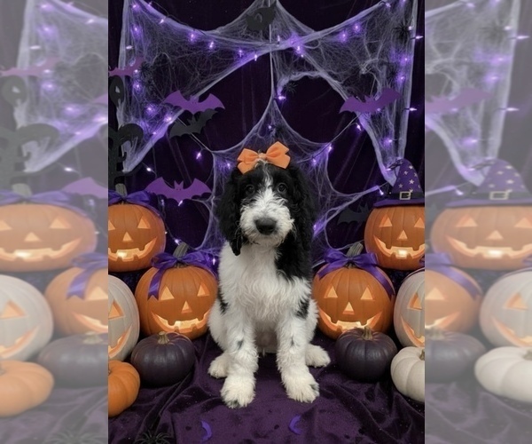 Medium Photo #3 Bernedoodle Puppy For Sale in MENIFEE, CA, USA