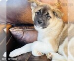 Small Photo #4 Akita Puppy For Sale in PITTSBURGH, PA, USA