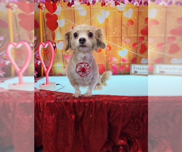 Medium Photo #4 Chiweenie Puppy For Sale in Oakhurst, NJ, USA