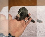 Small #5 Great Dane