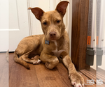 Small #10 Retriever  Mix