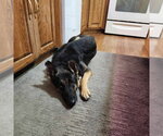 Small #4 German Shepherd Dog