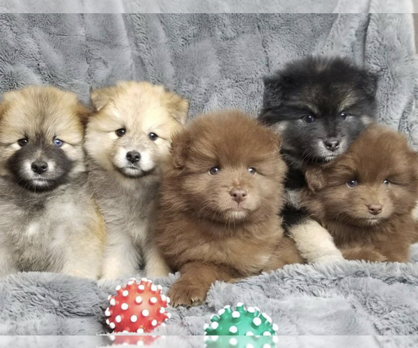 View Ad Pomeranian Mix Puppy for Sale near Oklahoma