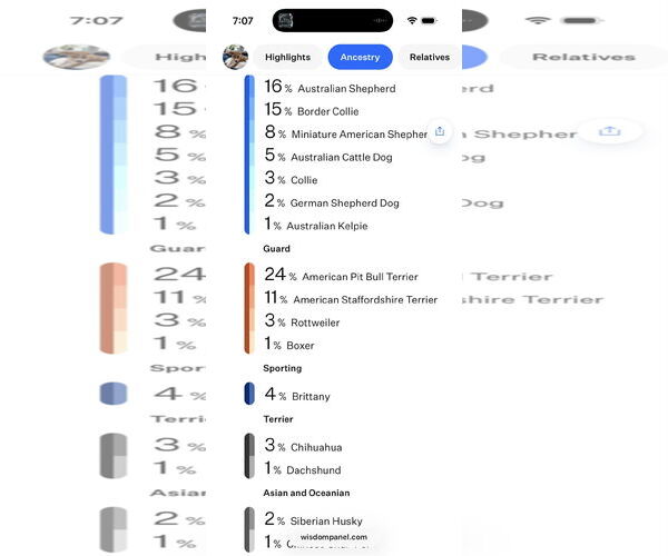 Medium Photo #9 Australian Shepherd-Unknown Mix Puppy For Sale in Denver , CO, USA