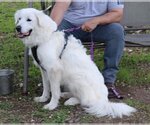 Small #2 Great Pyrenees Mix