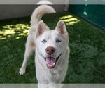 Small Photo #2 Siberian Husky Puppy For Sale in Pasadena, CA, USA