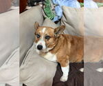 Small #4 Pembroke Welsh Corgi