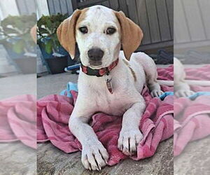 Beagle-Unknown Mix Dogs for adoption in Dunnellon, FL, USA