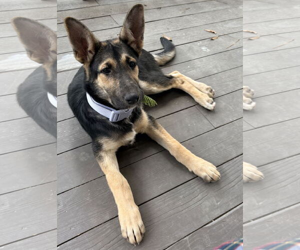 Medium Photo #1 German Shepherd Dog-Unknown Mix Puppy For Sale in The Woodlands, TX, USA